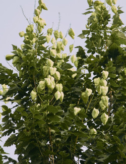 KOELREUTERIA PANICULATA FASTIGIATA