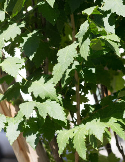 KOELREUTERIA PANICULATA FASTIGIATA