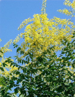 KOELREUTERIA PANICULATA FASTIGIATA