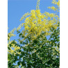 KOELREUTERIA PANICULATA FASTIGIATA