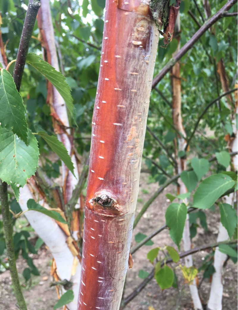 BETULA albosinensis FASCINATION BETULA albosinensis FASCINATION