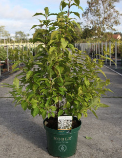 CALLICARPA bodinieri MAGICAL SNOWQUEEN® En pot de 10-12 litres buisson hauteur 060-080 cm