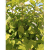 CALLICARPA bodinieri MAGICAL SNOWQUEEN®