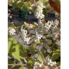CALLICARPA bodinieri MAGICAL SNOWQUEEN®