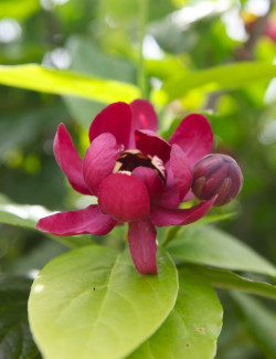arbre-aux-anemones-aphrodite-calycanthus-aphrodite.jpg