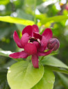 arbre-aux-anemones-aphrodite-calycanthus-aphrodite.jpg