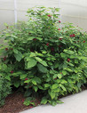 arbre-aux-anemones-aphrodite-calycanthus-aphrodite-1.jpg