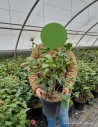 camelia-du-japon-bella-lamberti-camellia-japonica-bella-lamberti-3.jpg