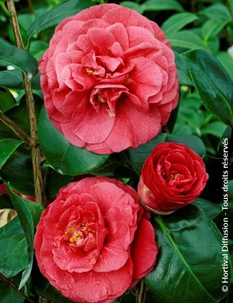 camelia-du-japon-bella-lamberti-camellia-japonica-bella-lamberti.jpg