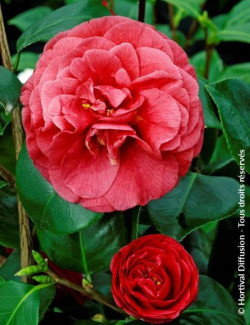 CAMELLIA Jjaponica BELLA LAMBERTI