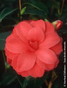 camelia-du-japon-il-tramonto-camellia-japonica-il-tramonto.jpg