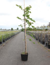gainier-du-canada-cascading-hearts-cercis-canadensis-cascading-hearts-3.jpg