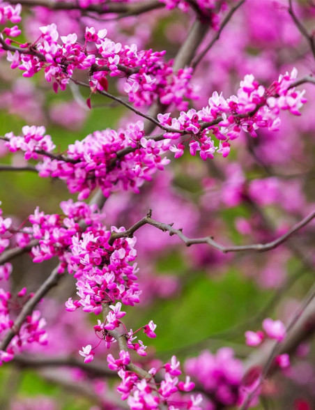 gainier-du-canada-cascading-hearts-cercis-canadensis-cascading-hearts.jpg