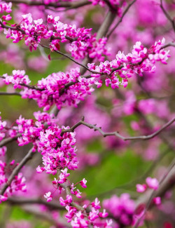gainier-du-canada-cascading-hearts-cercis-canadensis-cascading-hearts.jpg