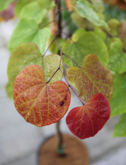 CERCIS CANADENSIS ETERNAL FLAME®