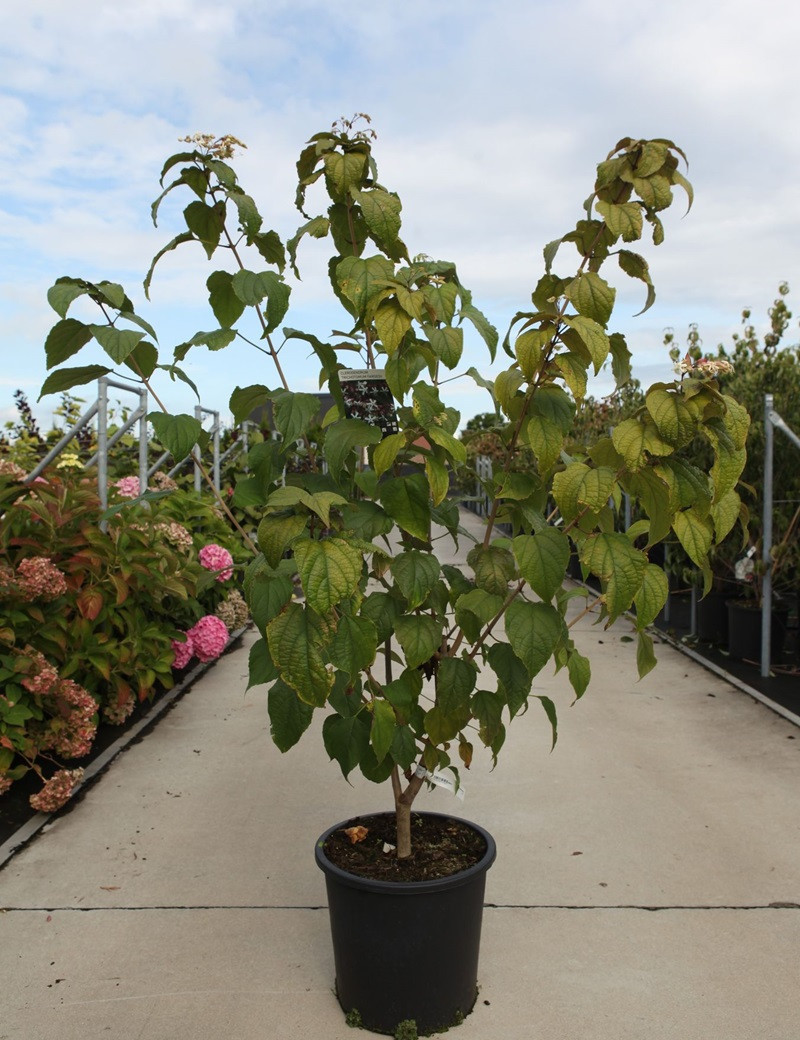 CLERODENDRUM trichotomum FARGESII (Arbre du clergé)