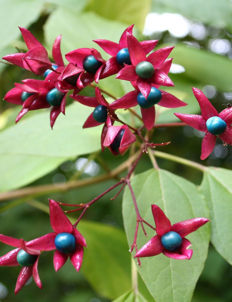 CLERODENDRUM trichotomum FARGESII CLERODENDRUM trichotomum FARGESII