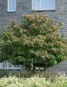 clerodendron-trichotome-fargesii-clerodendrum-trichotomum-fargesii-1.jpg