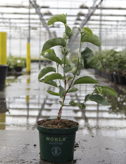 MAGNOLIA DAPHNE® En pot de 10-12 litres