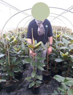 MAGNOLIA grandiflora FRANCOIS TREYVE En pot de 4-5 litre