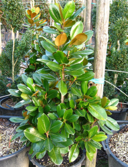 MAGNOLIA grandiflora FRANCOIS TREYVE