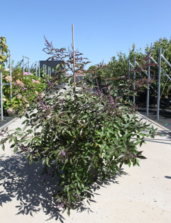 gattilier-flip-side-vitex-agnus-castus-flip-side-4.jpg
