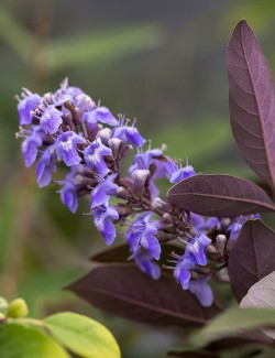 gattilier-flip-side-vitex-agnus-castus-flip-side-1.jpg