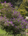 gattilier-flip-side-vitex-agnus-castus-flip-side-2.jpg