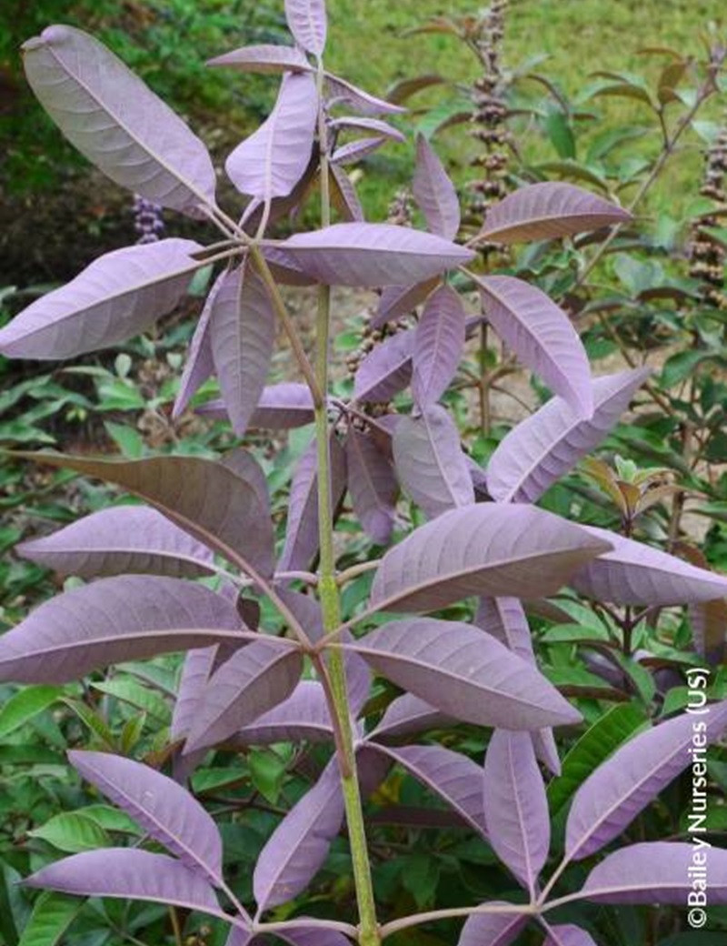 gattilier-flip-side-vitex-agnus-castus-flip-side.jpg
