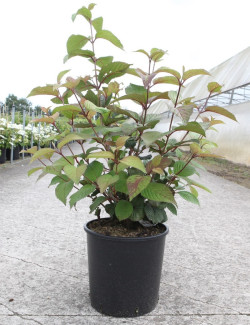 VIBURNUM plicatum GRANDIFLORUM® En pot de 12-15 litres