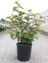 viorne-de-chine-grandiflorum-viburnum-plicatum-grandiflorum-4.jpg