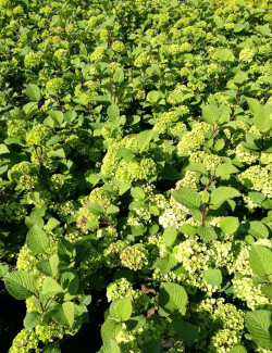 VIBURNUM plicatum GRANDIFLORUM®