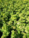 viorne-de-chine-grandiflorum-viburnum-plicatum-grandiflorum-3.jpg