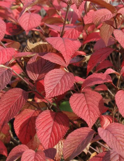 VIBURNUM plicatum GRANDIFLORUM®