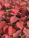viorne-de-chine-grandiflorum-viburnum-plicatum-grandiflorum-1.jpg