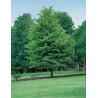 TILIA flavescens GLENLEVEN