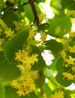 TILIA europaea PALLIDA