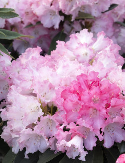 RHODODENDRON SILBERWOLKE