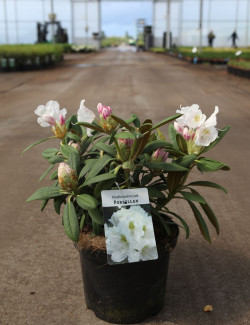 RHODODENDRON PORZELLAN En pot de 4-5 litres