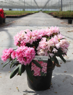 RHODODENDRON KALINKA En pot de 4-5 litres