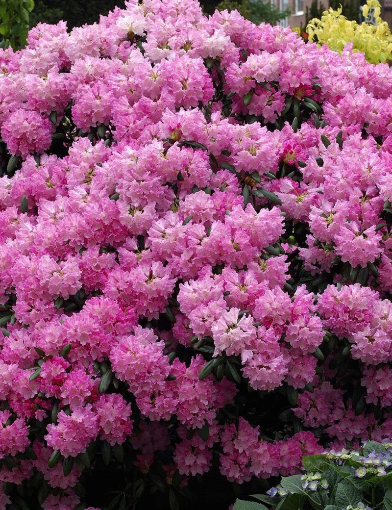 Vente en ligne de plantes et articles de jardin