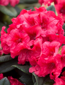 RHODODENDRON DOPEY
