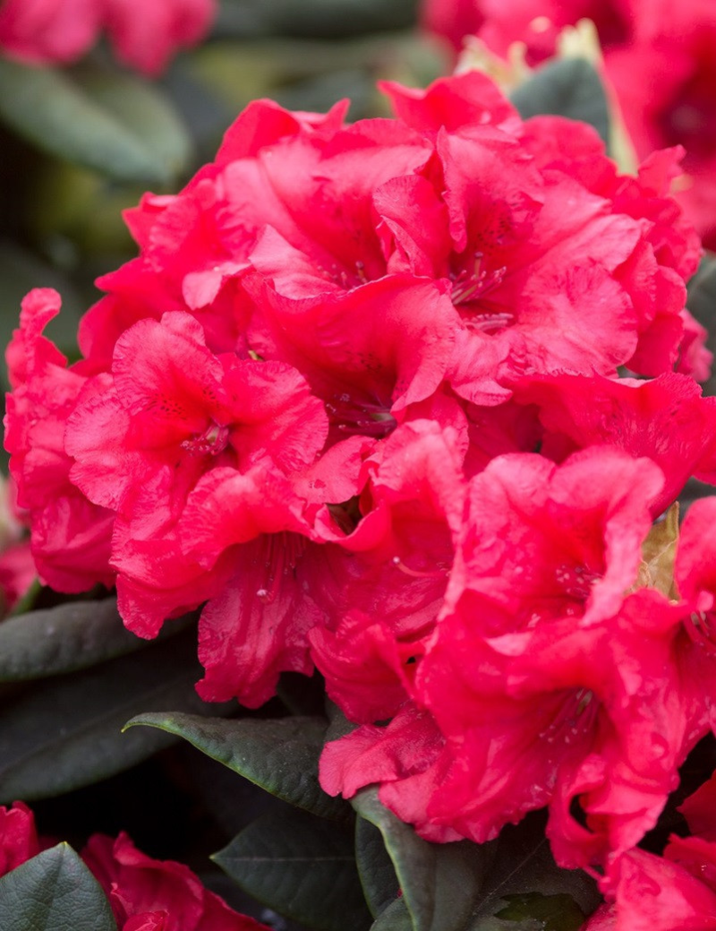 RHODODENDRON DOPEY
