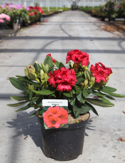 RHODODENDRON DOPEY En pot de 4-5 litres