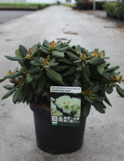 RHODODENDRON CENTENNIAL GOLD En pot de 4-5 litres
