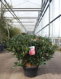RHODODENDRON SCYPHOCALYX En pot de 15-20 litres