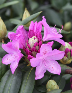 RHODODENDRON ROSEUM ELEGANS