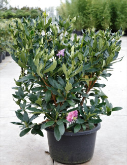 RHODODENDRON PONTICUM En pot de 15-20 litres