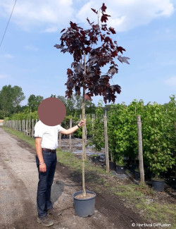 ACER platanoides CRIMSON KING En pot de 25-30 litres tige hauteur du tronc 190-210 cm circonférence du tronc 08-10 cm