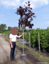 erable-plane-pourpre-crimson-king-acer-platanoides-crimson-king-4.jpg